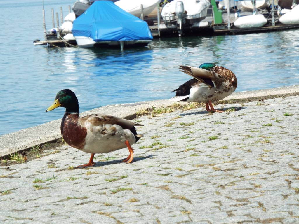 Stockenten am Überlinger Landungsplatz