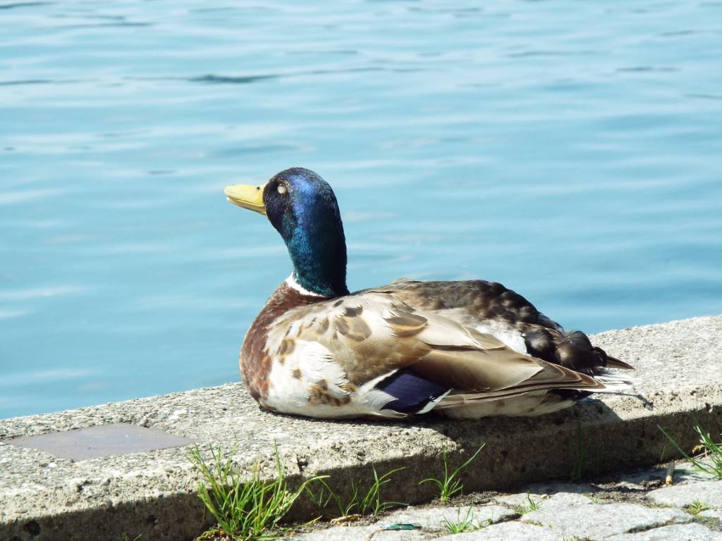 Stockente am Überlinger Landungsplatz