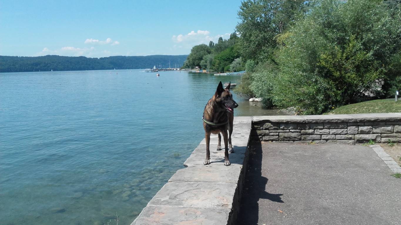 Uferpromenade in Überlingen mit Schäferhündin Azra