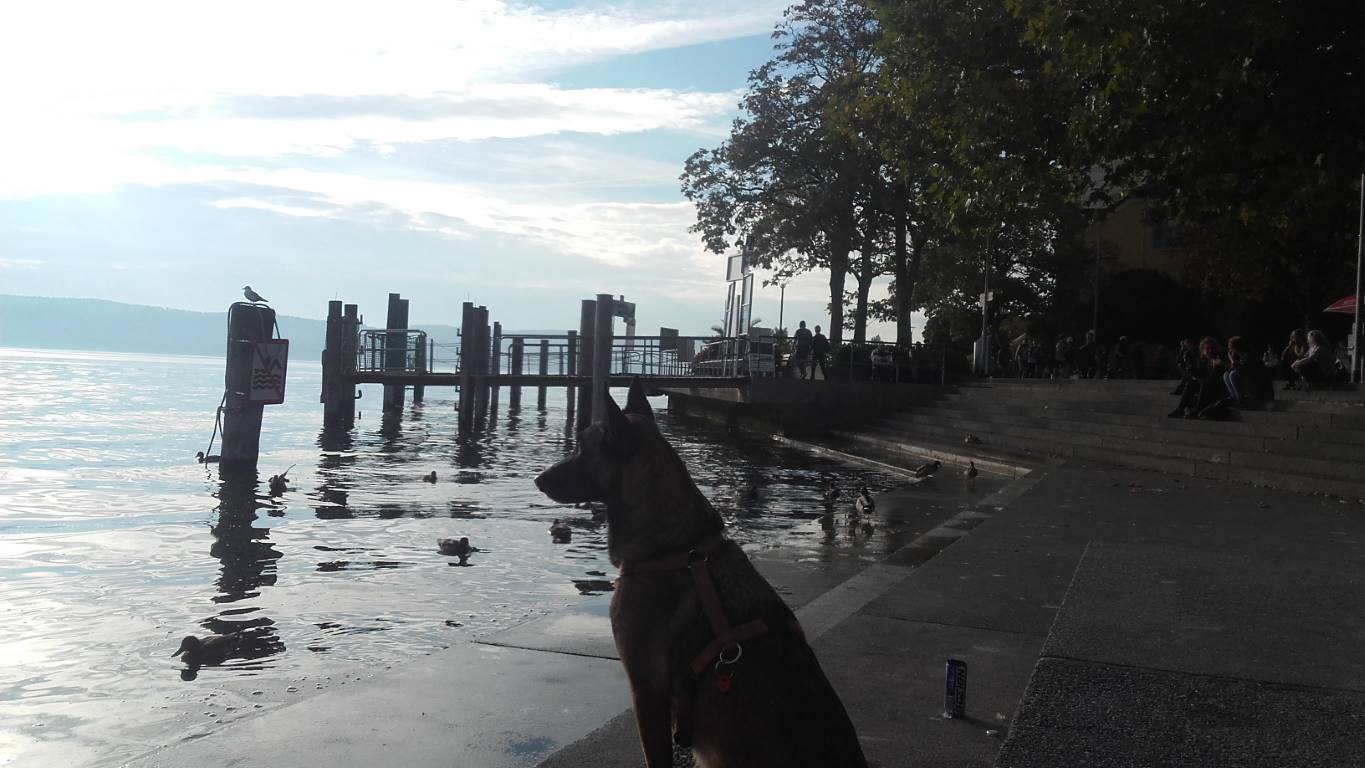 Überlinger See am Landungsplatz mit Schäferhündin Azra