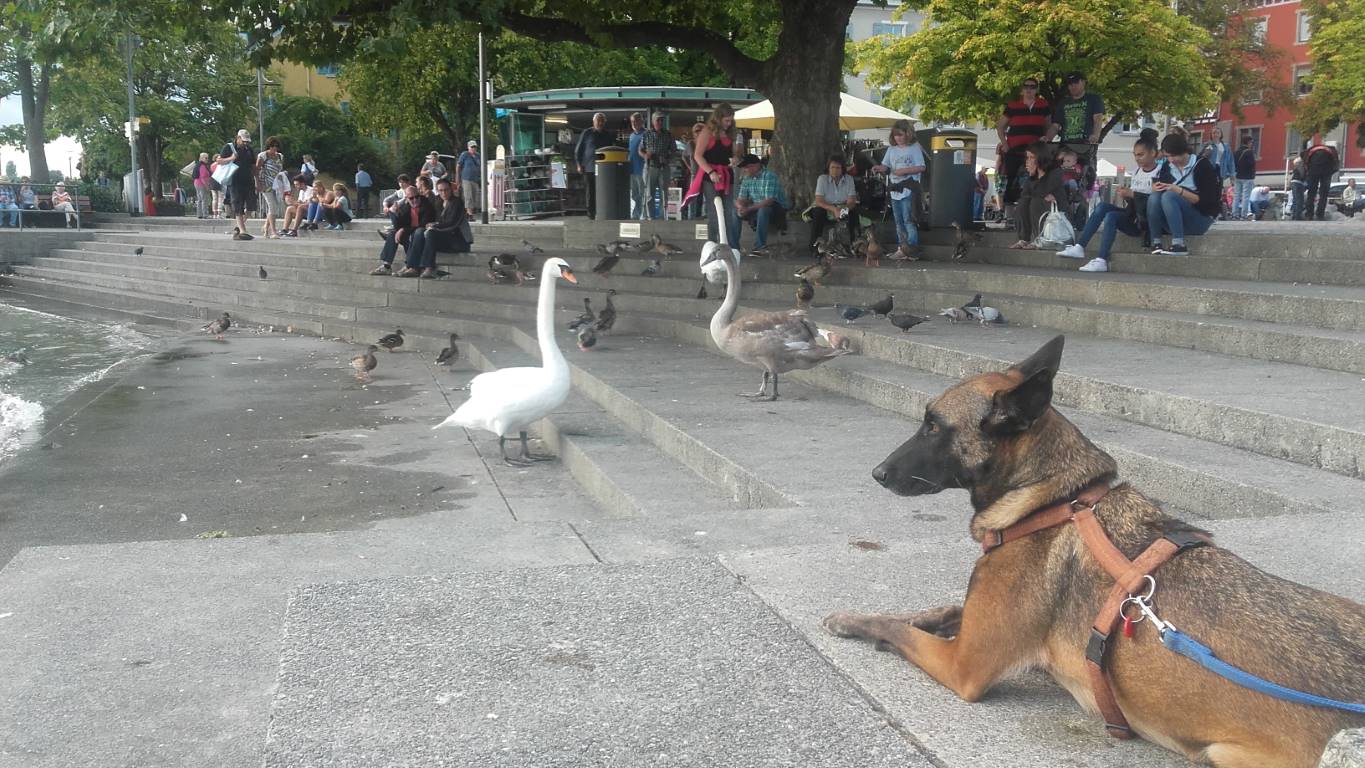 Überlinger See am Landungsplatz mit Schäferhündin Azra